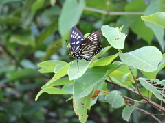 Euripus nyctelius