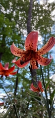 Lilium lancifolium