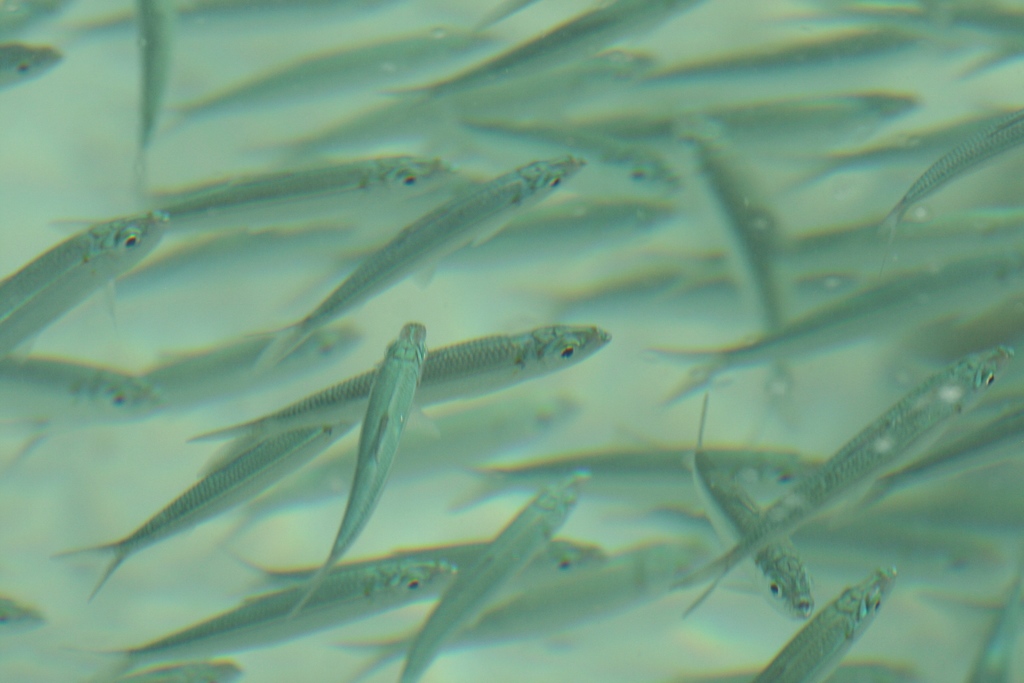 Delicate Round Herring