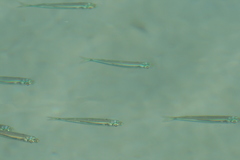 Spratelloides delicatulus