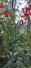 Lilium lancifolium