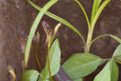 Thamnophis melanogaster canescens