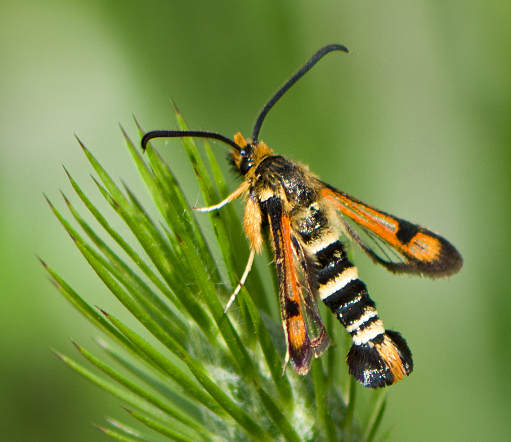 Pyropteron minianiforme