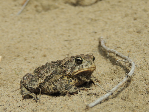 Canadian Toad