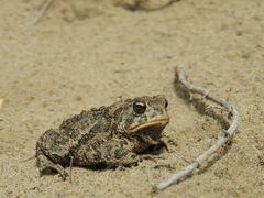 Anaxyrus hemiophrys