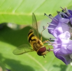 Syrphus knabi