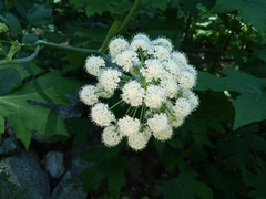 Angelica capitellata