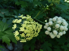 Angelica capitellata
