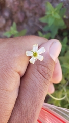Silene douglasii douglasii