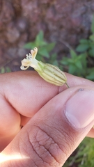 Silene douglasii douglasii