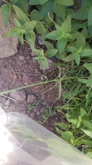 Silene douglasii douglasii