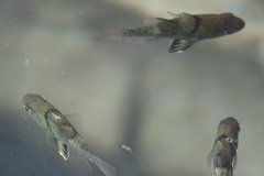 Sphaeramia orbicularis