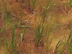 Xyris laxifolia iridifolia