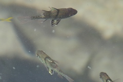 Sphaeramia orbicularis