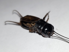 Gryllus firmus