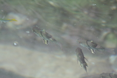 Sphaeramia orbicularis