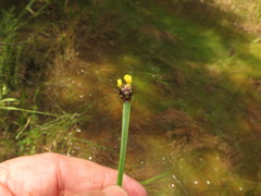 Xyris laxifolia iridifolia