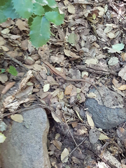 Phoenicolacerta laevis