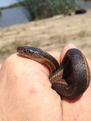 Thamnophis gigas
