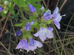 Polemonium californicum