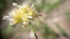 Juncus chlorocephalus