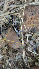 Eryngium creticum