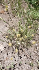 Juncus chlorocephalus
