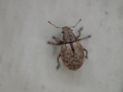 Strophosoma melanogrammum