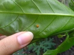 Coccinellidae