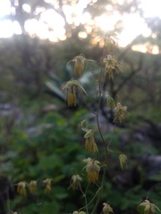 Thalictrum strigillosum