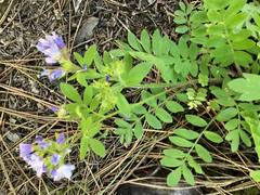 Polemonium californicum