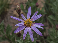 Eucephalus ledophyllus ledophyllus