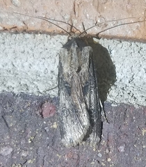 Agrotis malefida