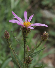 Eucephalus ledophyllus ledophyllus
