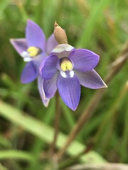Thelymitra holmesii