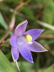 Thelymitra holmesii