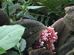 Miconia reflexa
