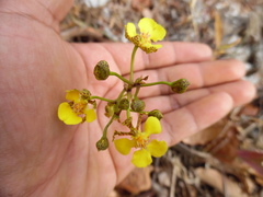 Trichocentrum brachyphyllum