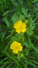 Potentilla flabellifolia