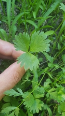 Potentilla flabellifolia