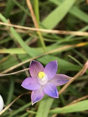 Thelymitra holmesii