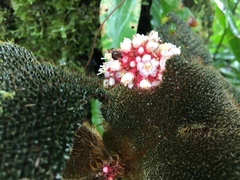 Miconia reflexa
