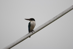 Todiramphus chloris