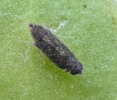 Scaphytopius loricatus