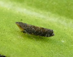 Scaphytopius loricatus