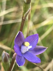 Thelymitra holmesii