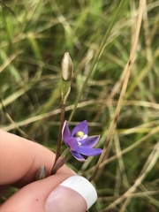 Thelymitra holmesii