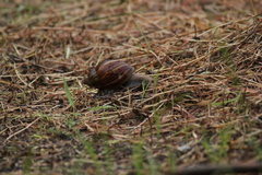 Lissachatina fulica