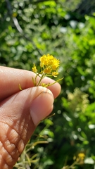 Rorippa curvisiliqua