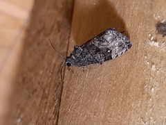 Gymnandrosoma punctidiscanum